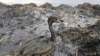 Oil Spill Highlights Tragic Environmental Legacy