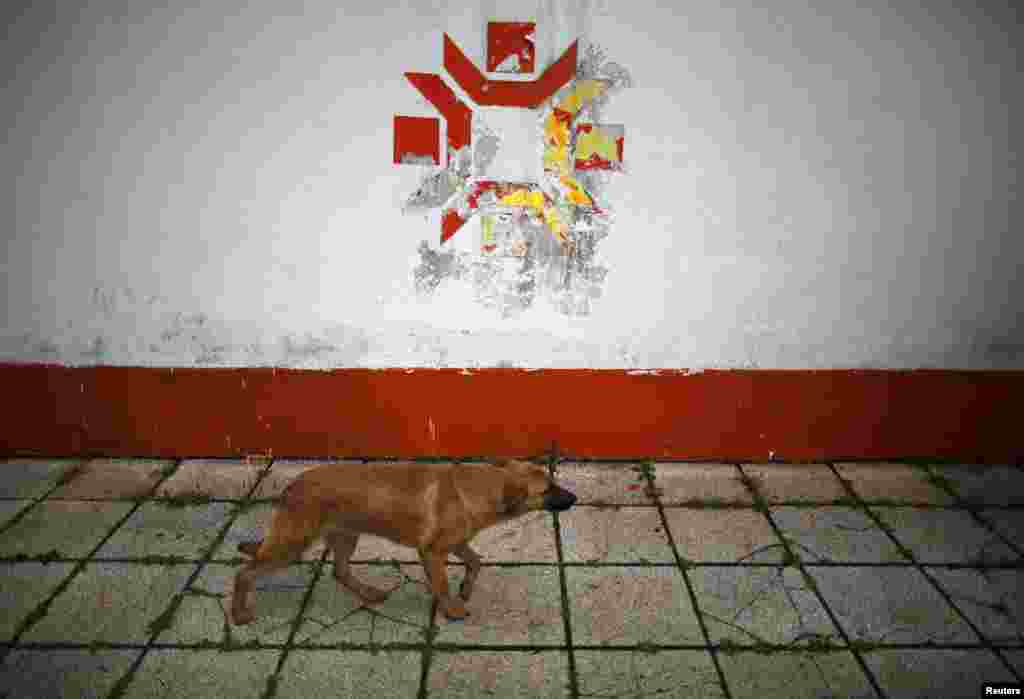 A dog walks past the Olympic snowflake logo on the wall of the Kosevo Stadium, the venue of the opening ceremony in 1984.