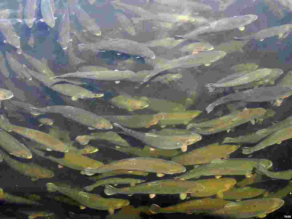 A fish farm in Russia's Khakassia region (ITAR-TASS). - Plan B calls for spending of $13 billion annually to stabilize and restore global fisheries resources. Today, less than 1 percent of the world's oceans are protected marine areas -- and fishing is prohibited in only 13 percent of that area. In 2001, 161 leading marine scientists called for urgent action to protect fisheries.
