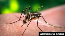 Зика вирусун тараткан чиркей