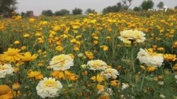 د کورونا وایرس وبا د ګلانو کاروبار هم اغېزمن کړی