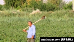 Türkmen daýhany